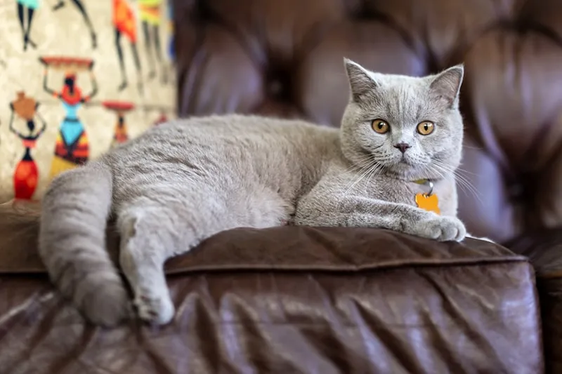 British Shorthair kittens