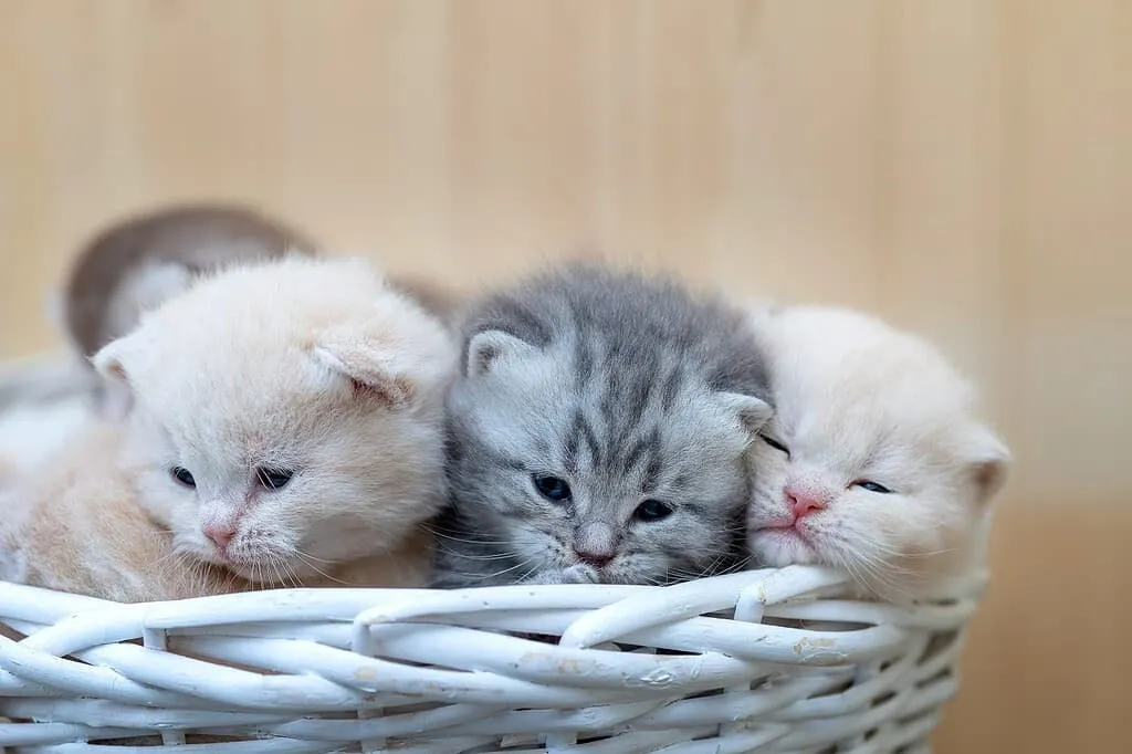 Adoption process and support in Sweden