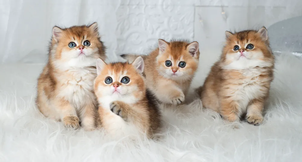 British Shorthair kittens