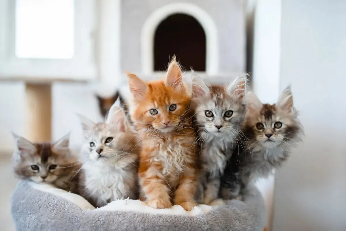 Maine Coon kittens