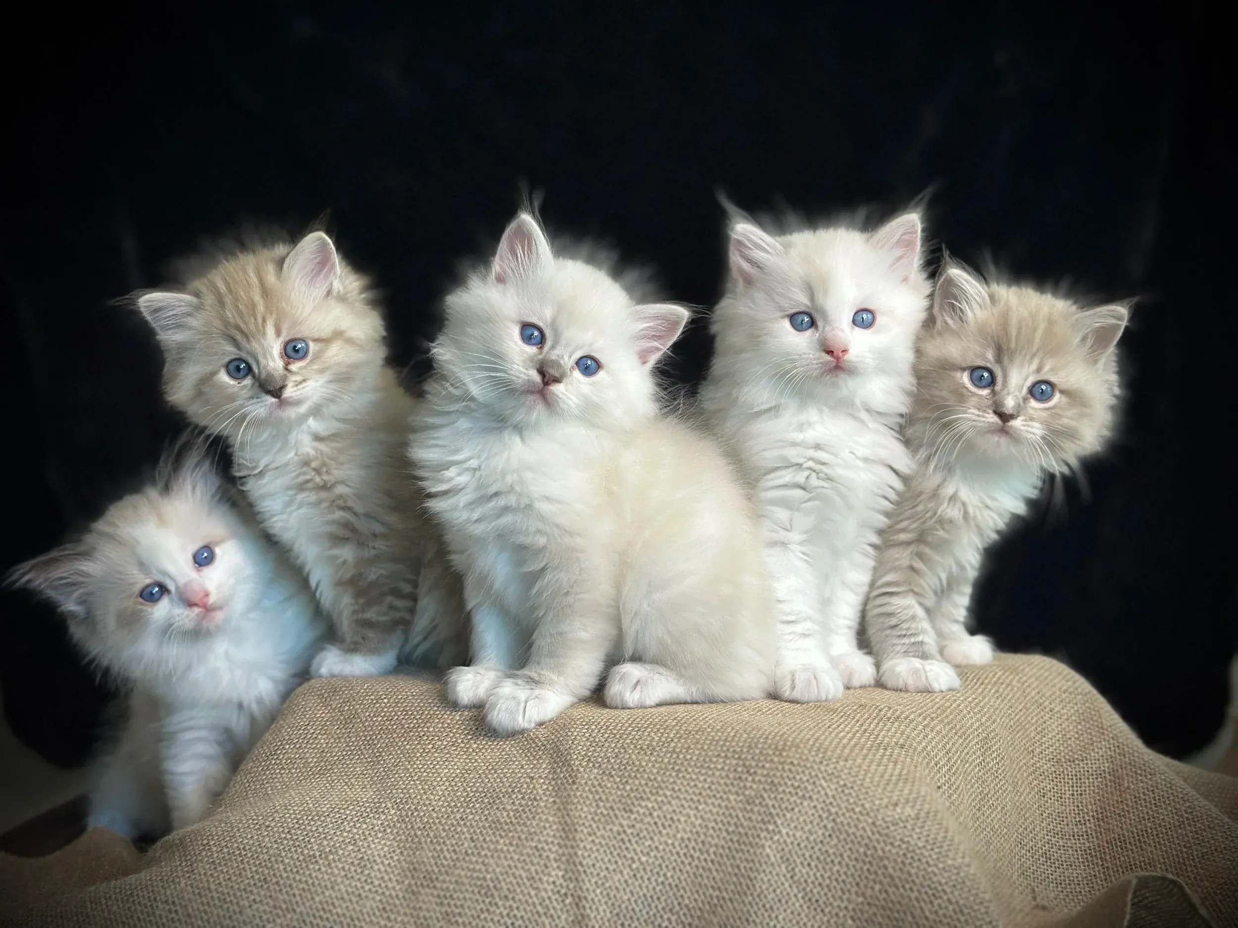 Ragdoll kittens