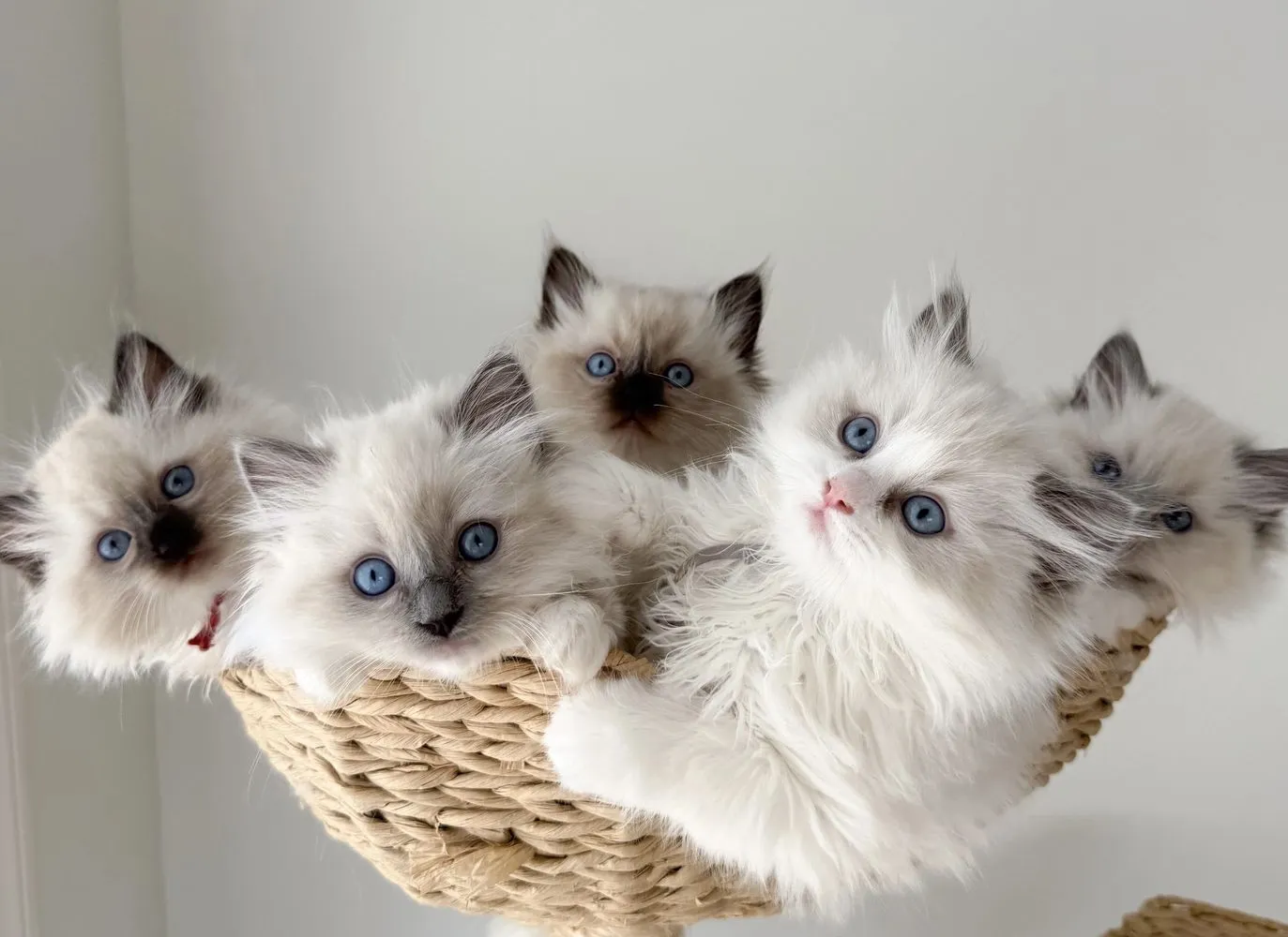 Ragdoll kittens