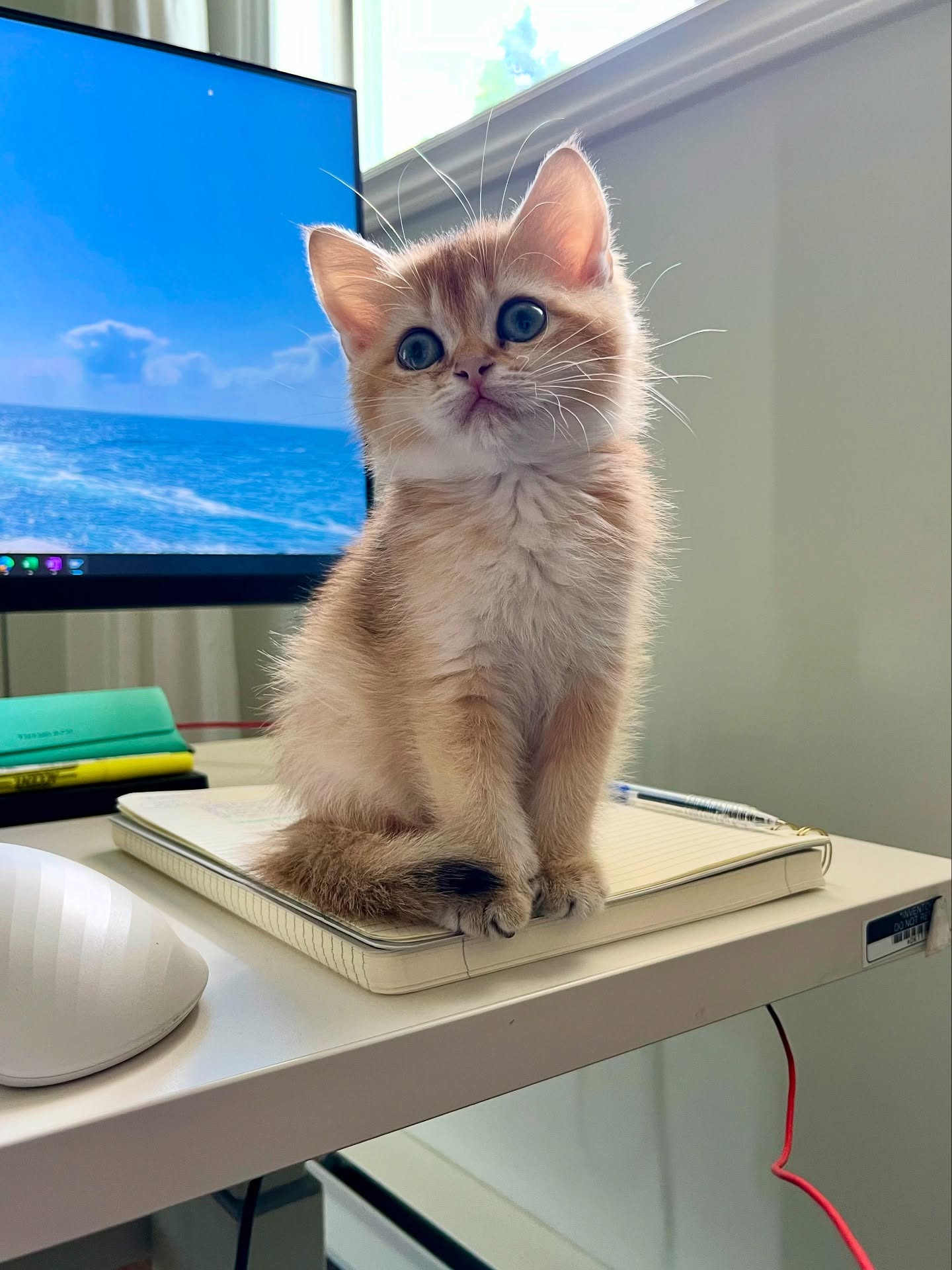 Coco British Shorthair kitten