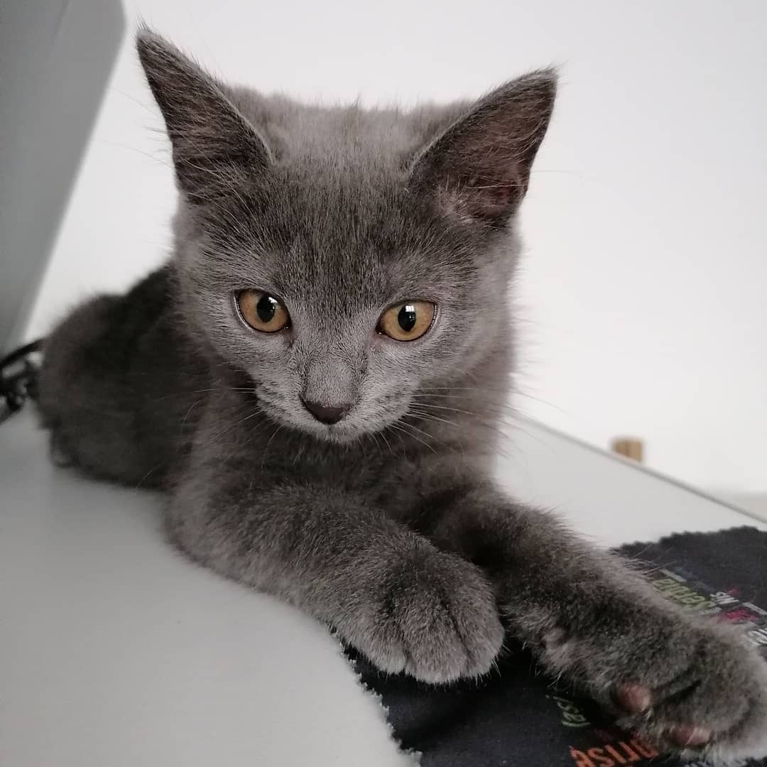 Fanta British Shorthair kitten