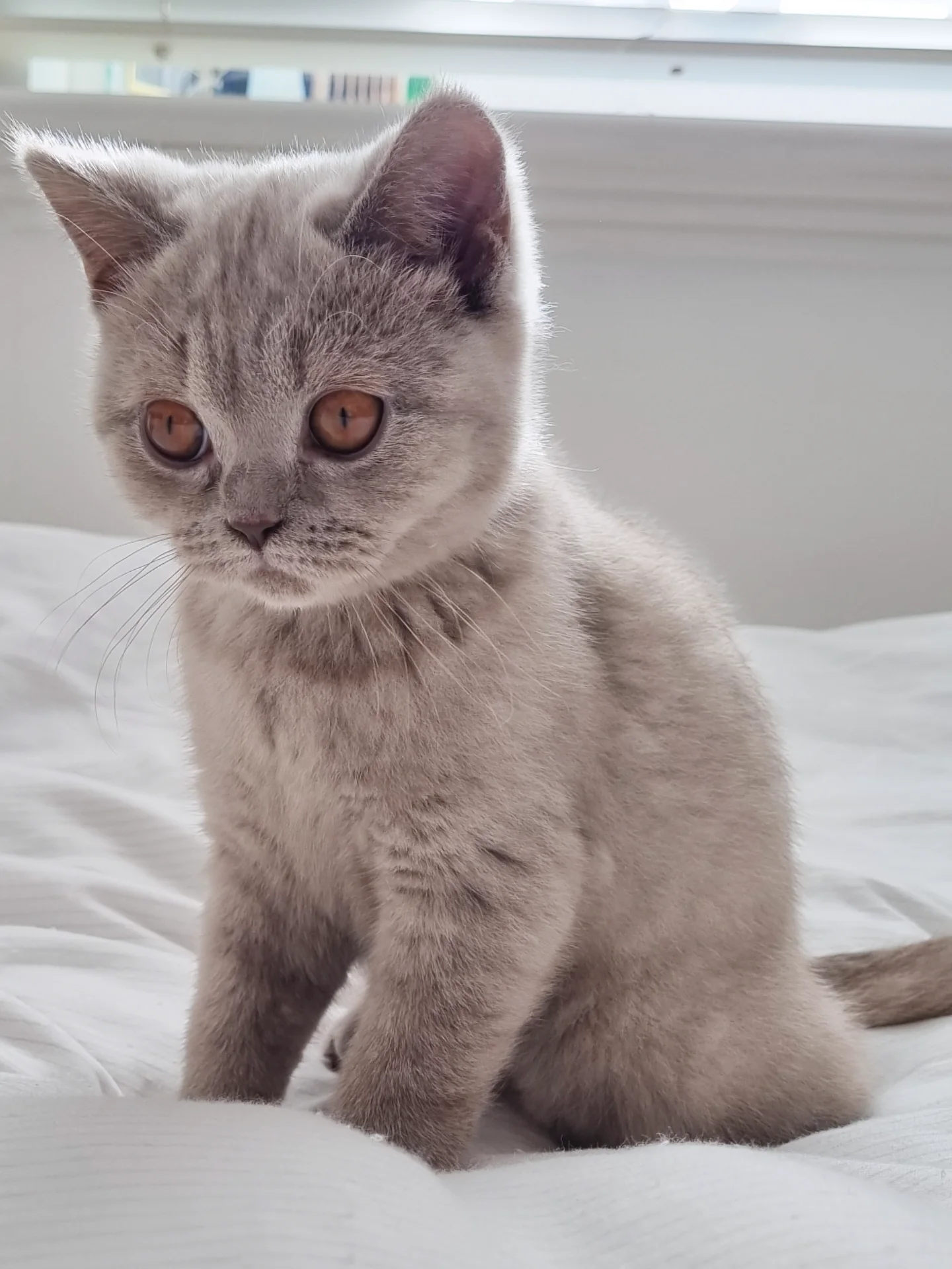 Kaylar British Shorthair kitten