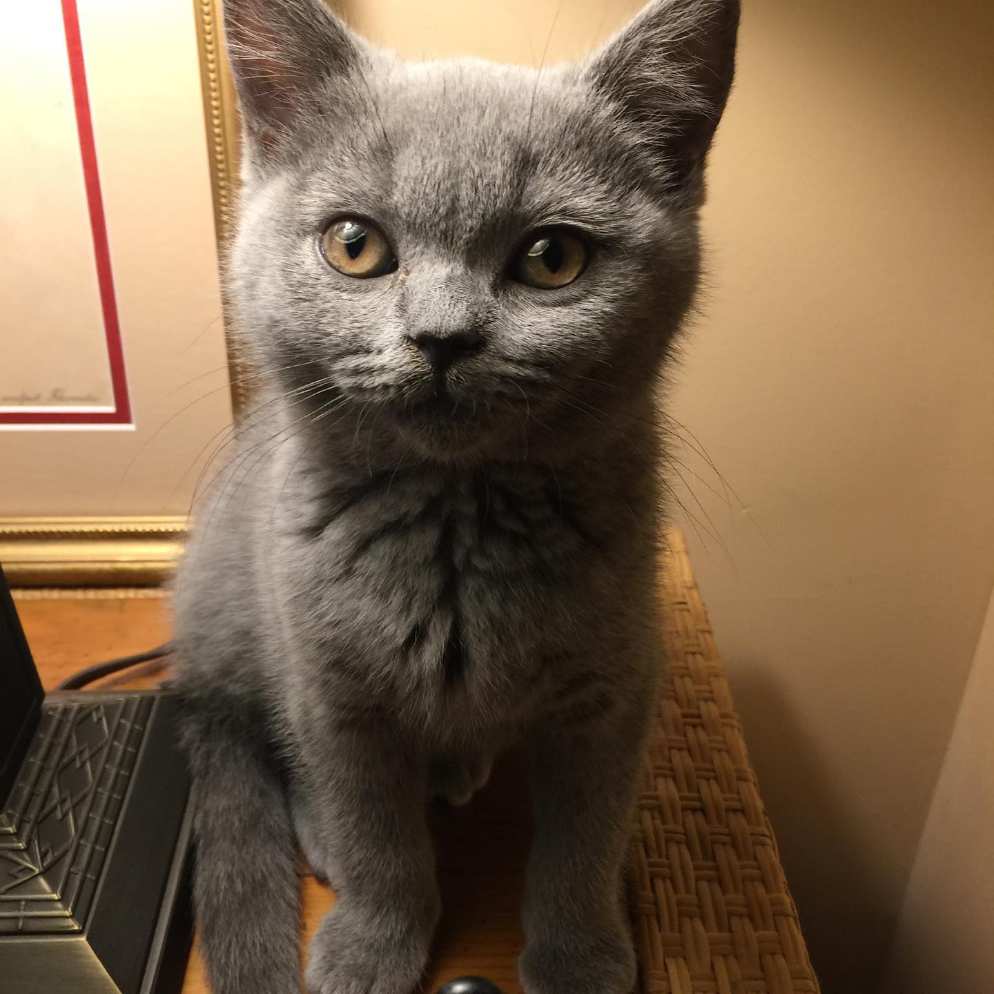 Kinda British Shorthair kitten