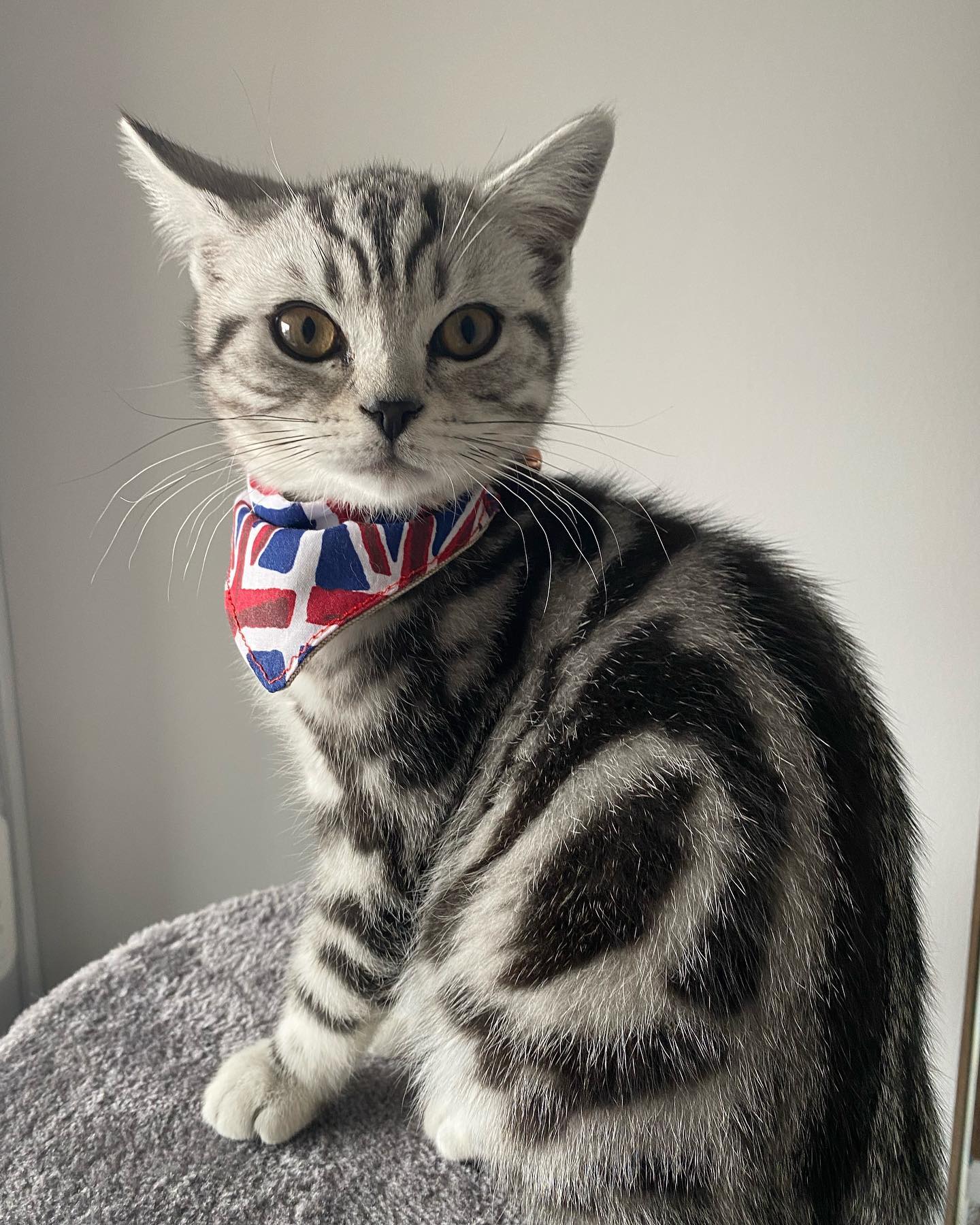 Kyle British Shorthair kitten