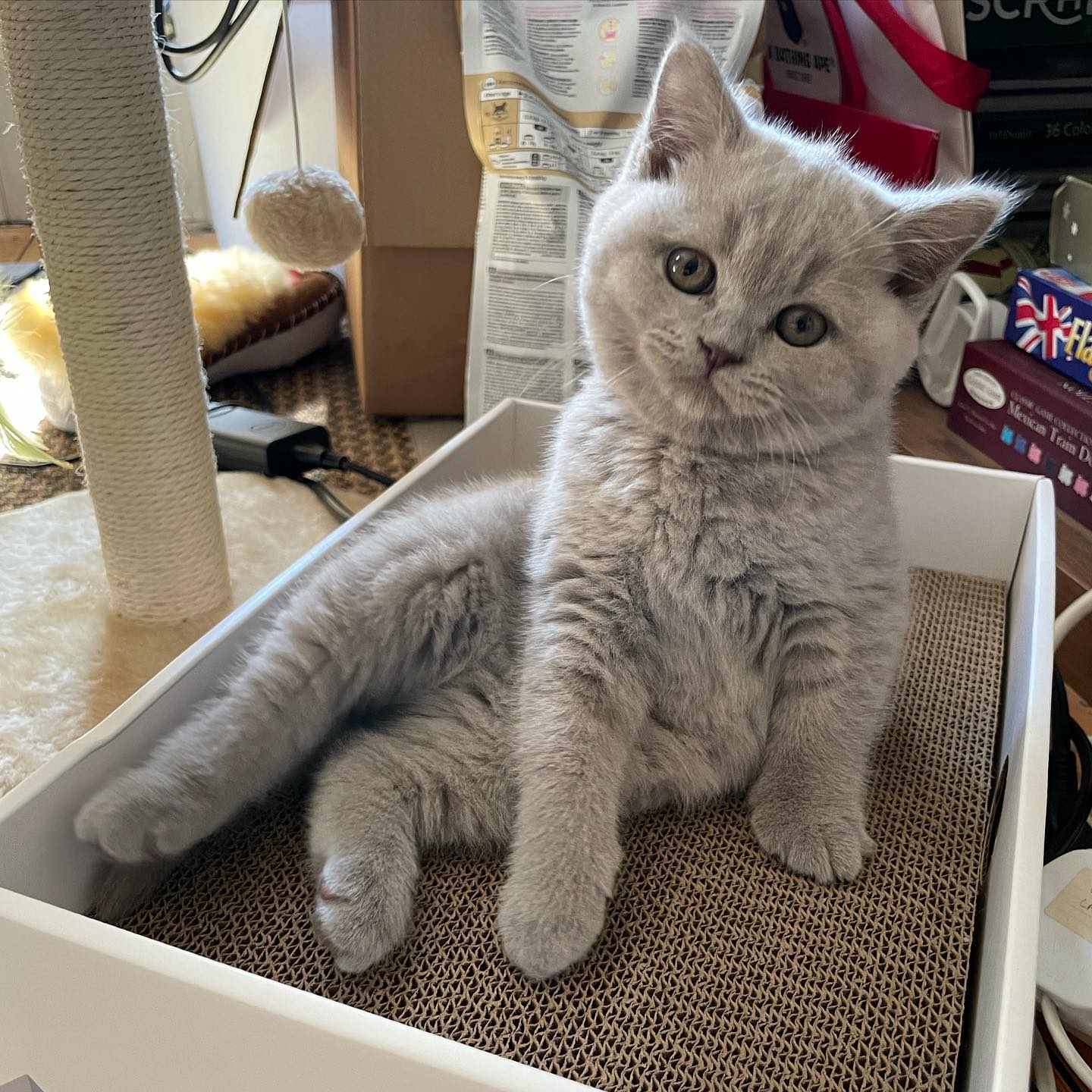 Mercy British Shorthair kitten