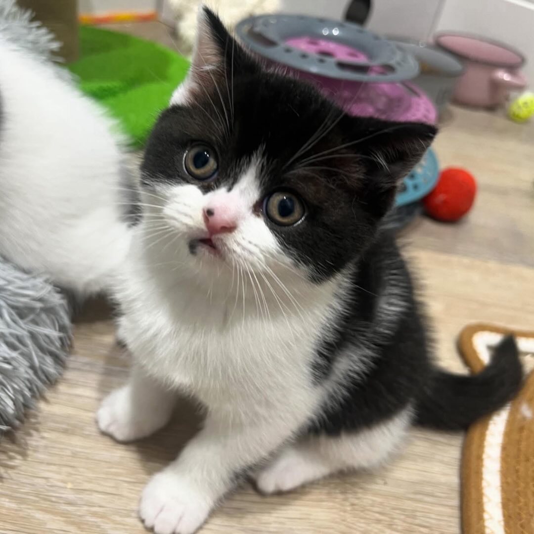 Milo British Shorthair kitten