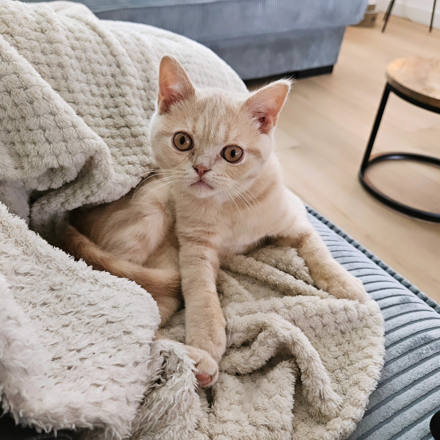 Papi British Shorthair kitten