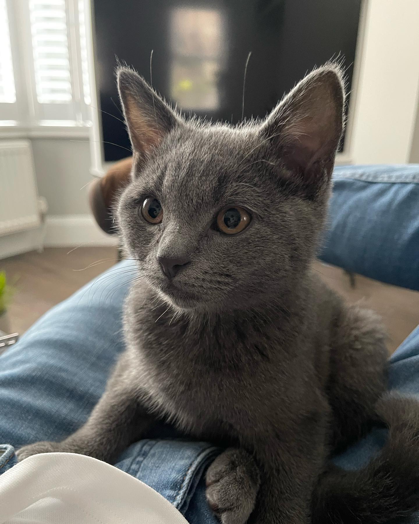 Percy British Shorthair kitten