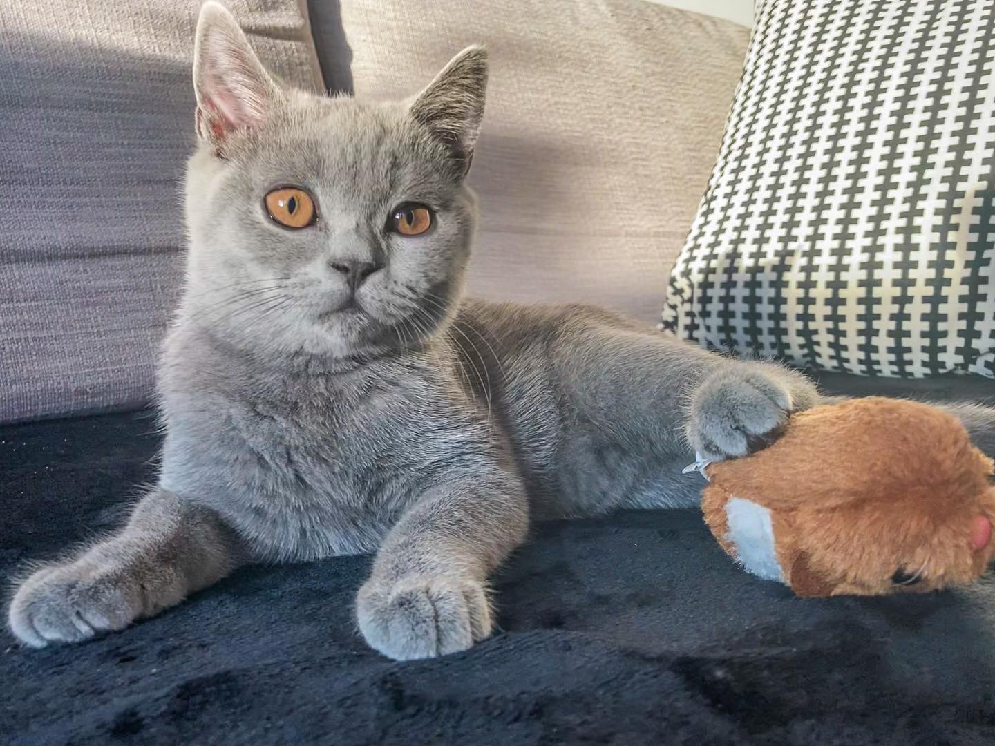 Rosa British Shorthair kitten