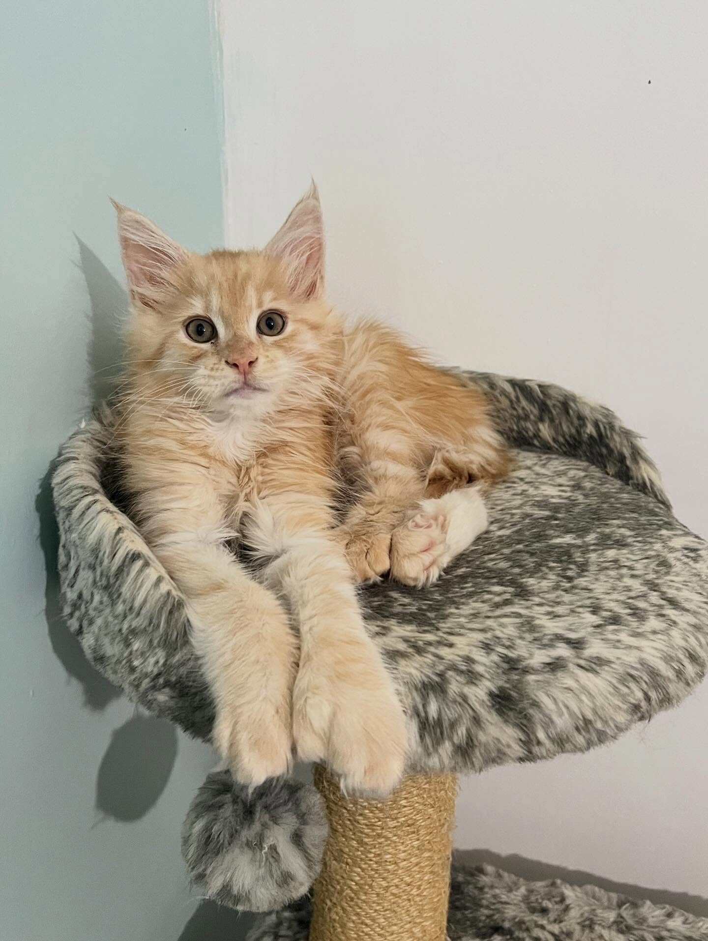 Aquilla Maine Coon kitten