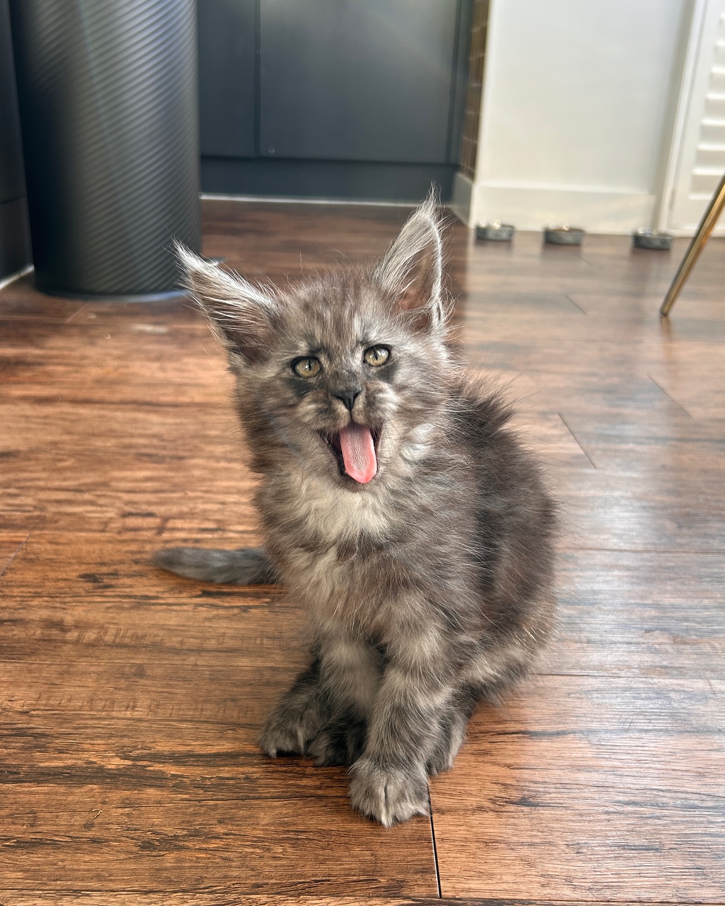 Aspina Maine Coon kitten