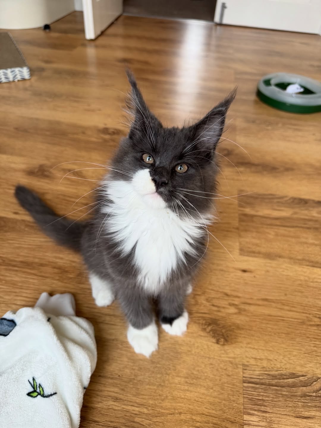 Hamza Maine Coon kitten