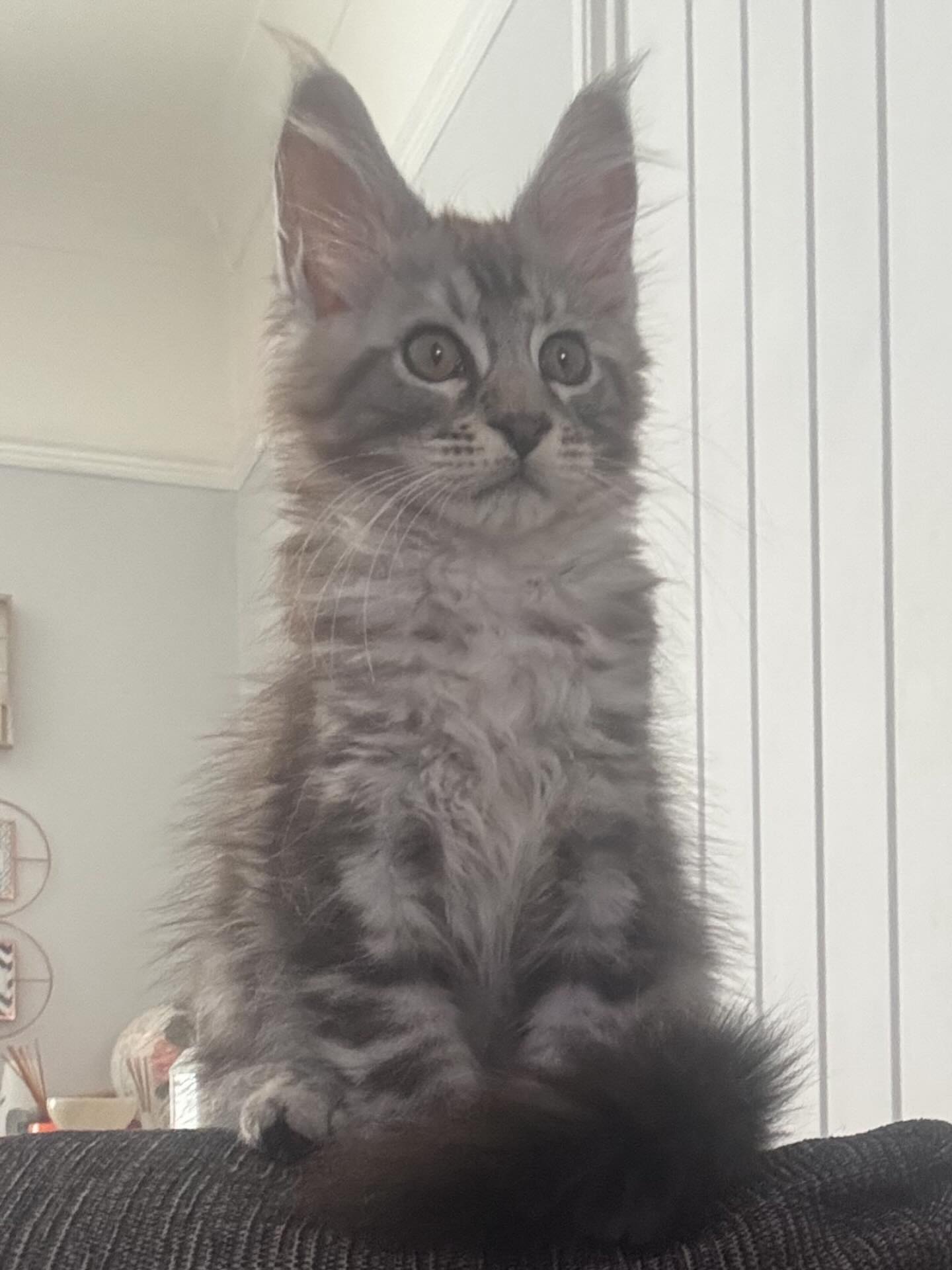 Janette Maine Coon kitten