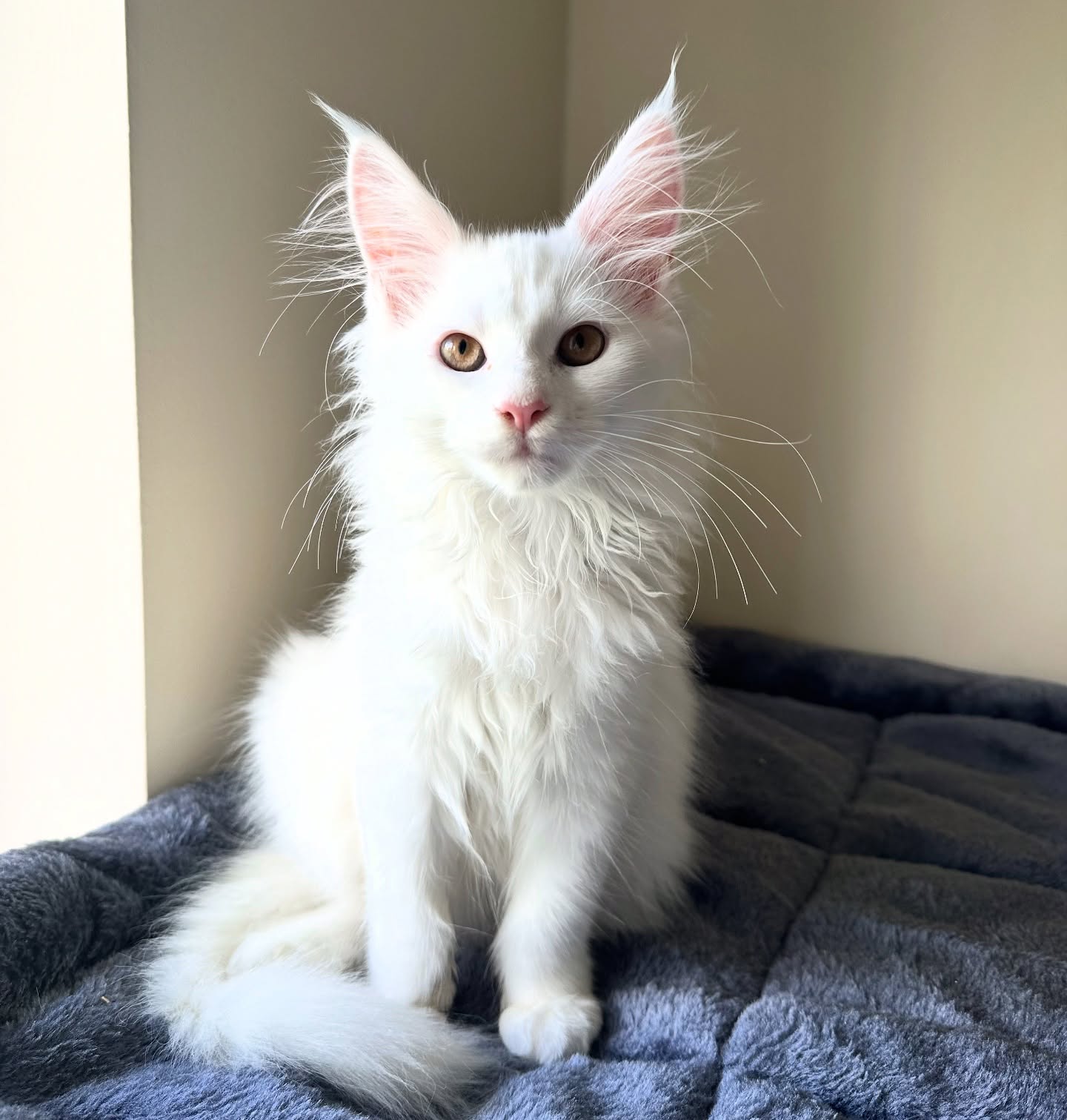 Jaspa Maine Coon kitten