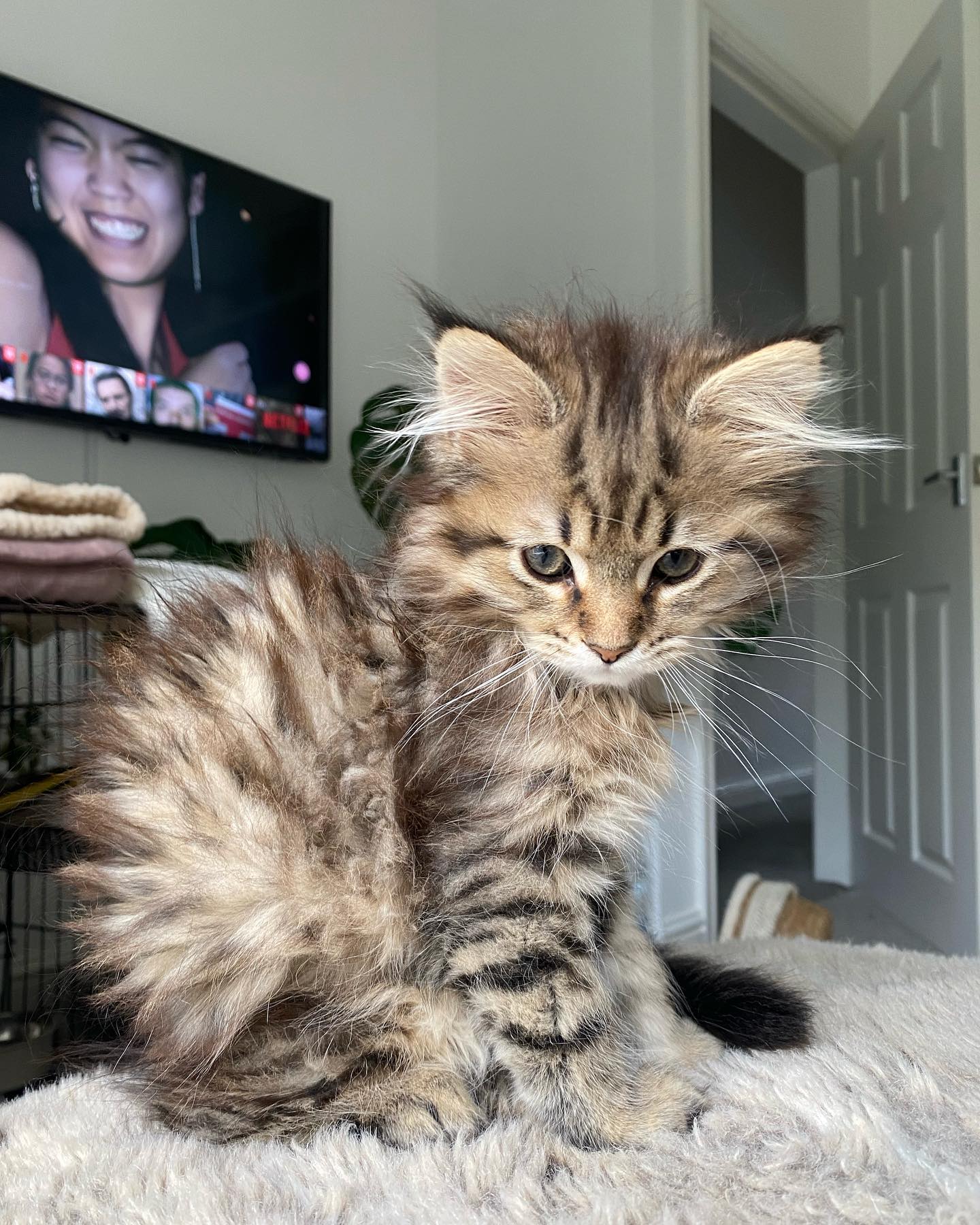Nora Maine Coon kitten