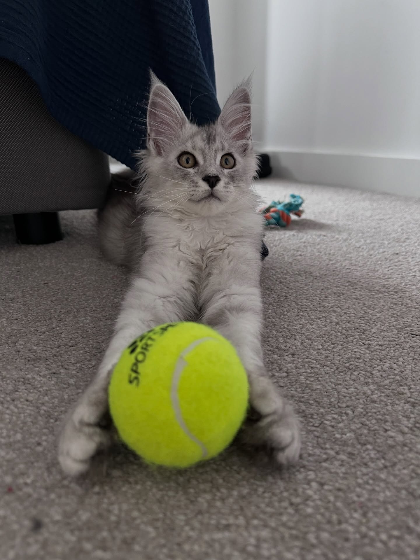 Robert Maine Coon kitten
