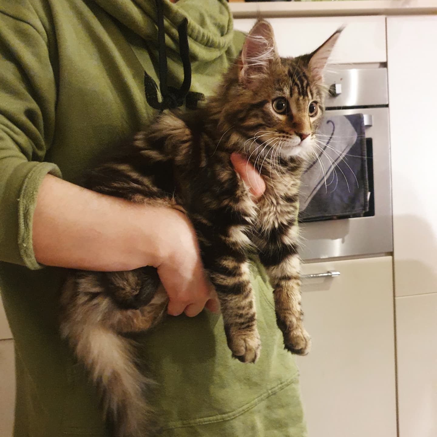 Rose Maine Coon kitten