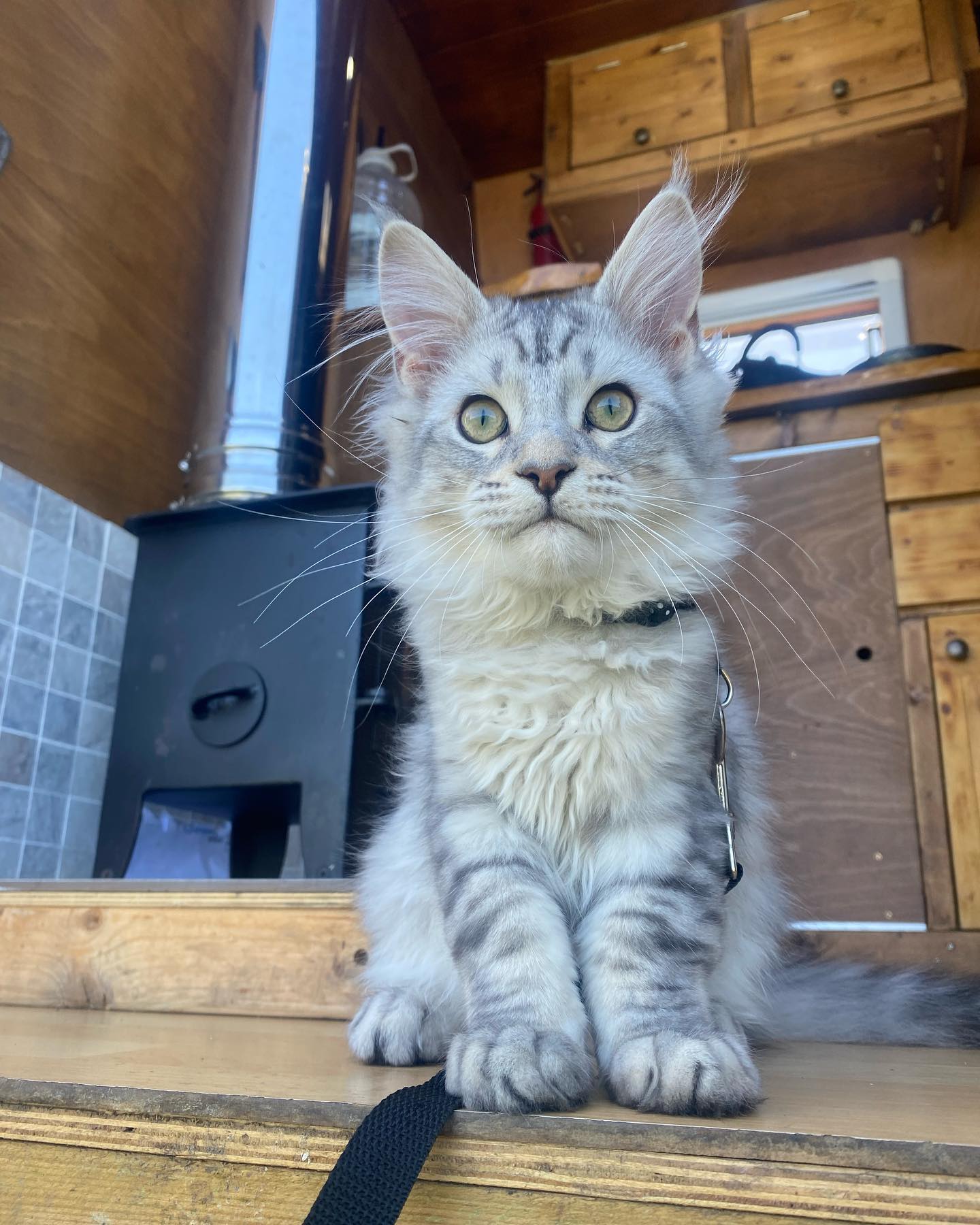 SARA Maine Coon kitten