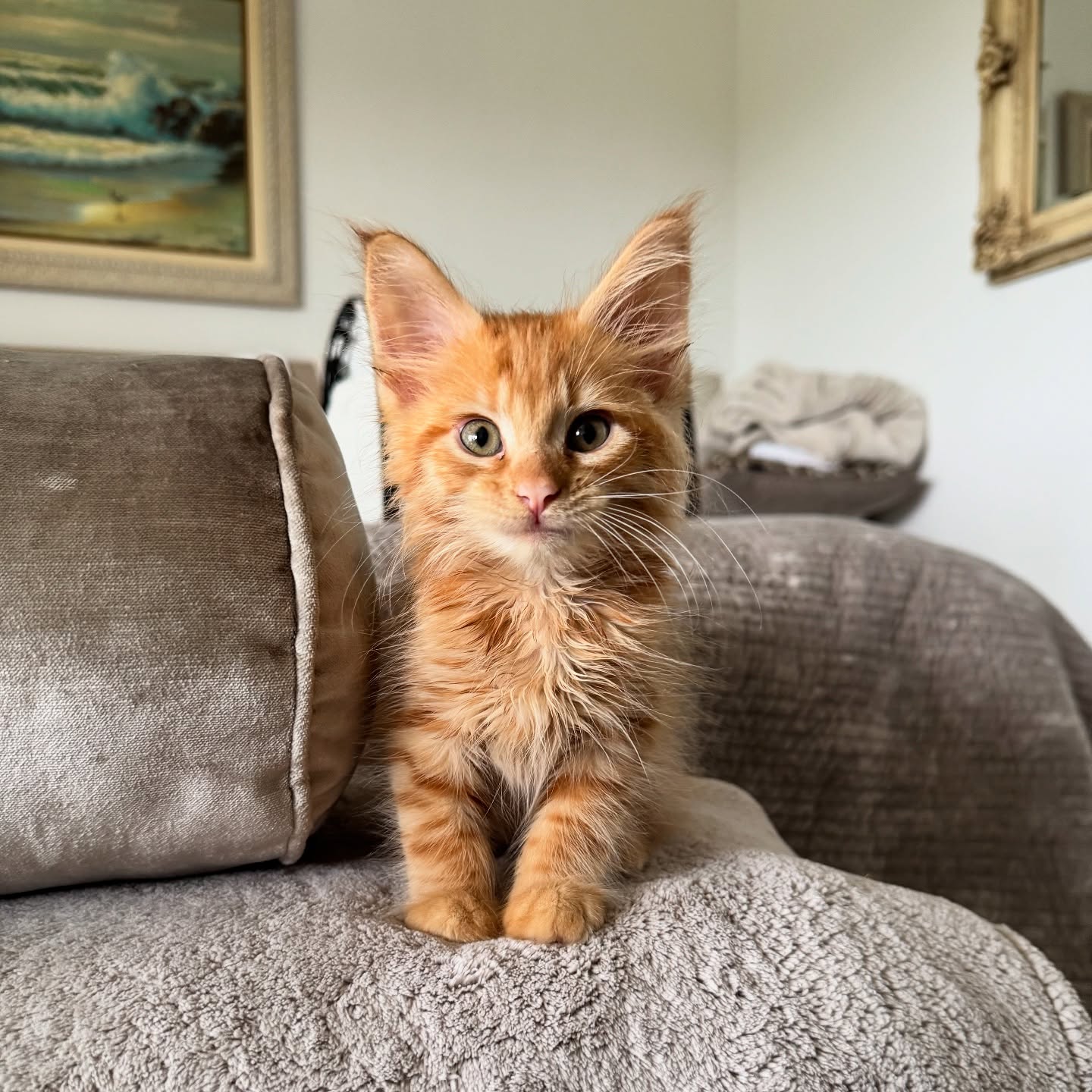 Spensa Maine Coon kitten