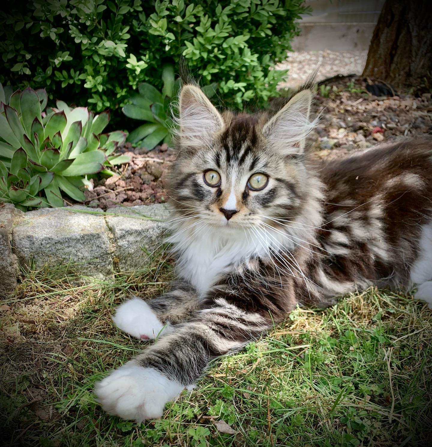 TOBI Maine Coon kitten