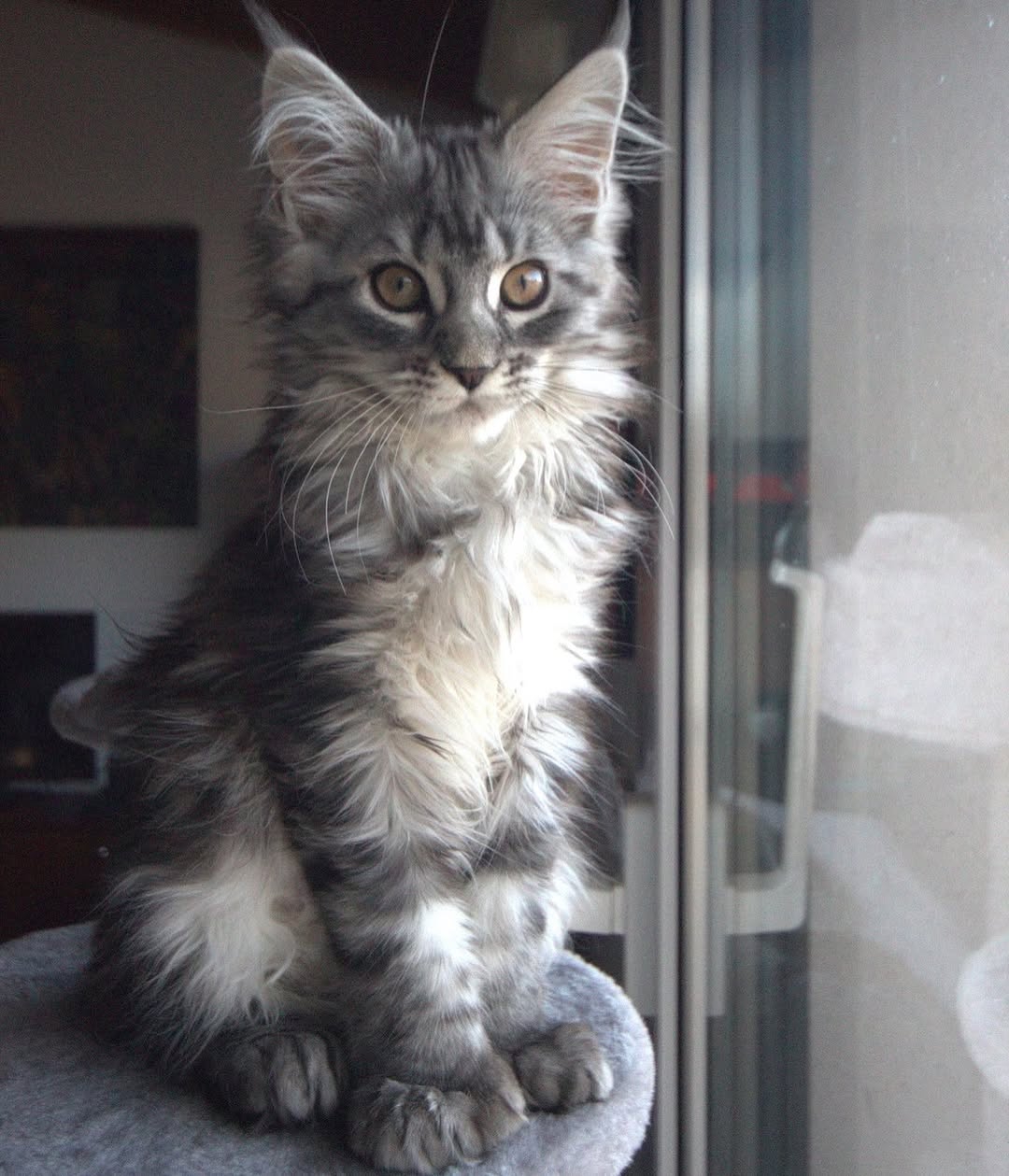 TONY Maine Coon kitten