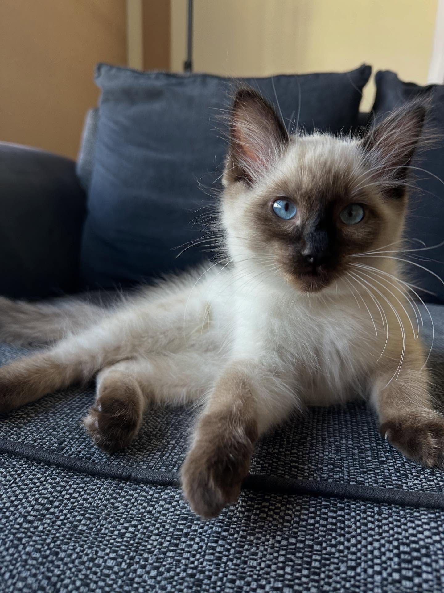 Aurora Ragdoll kitten