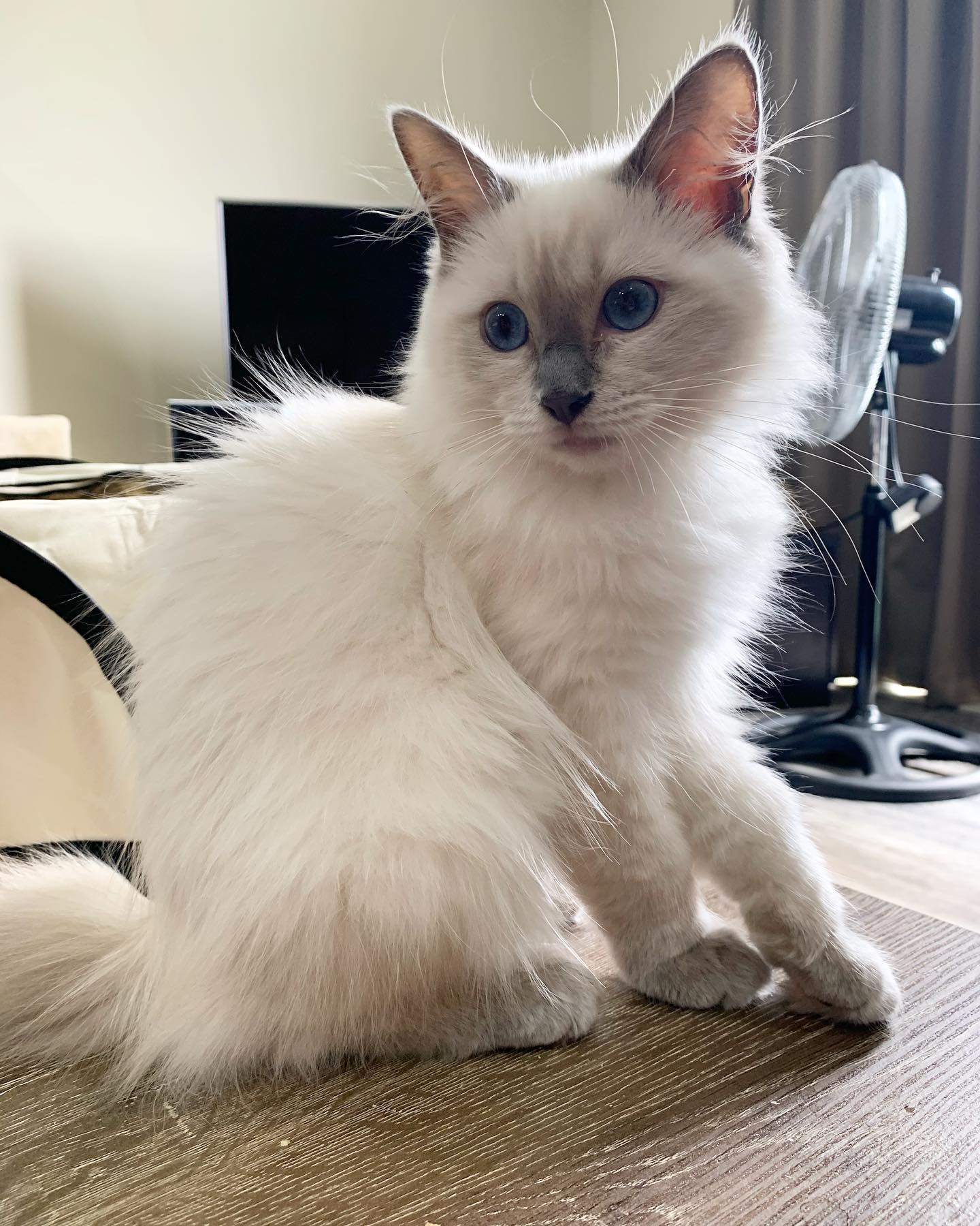 Flora Ragdoll kitten