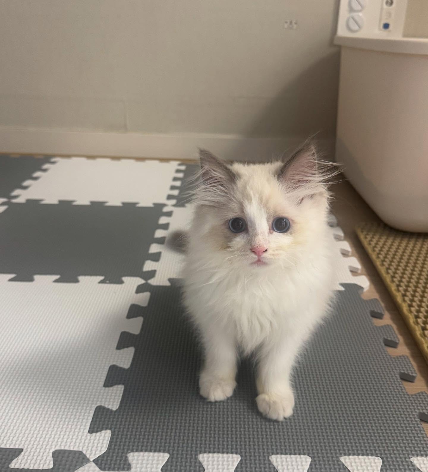 Frank Ragdoll kitten