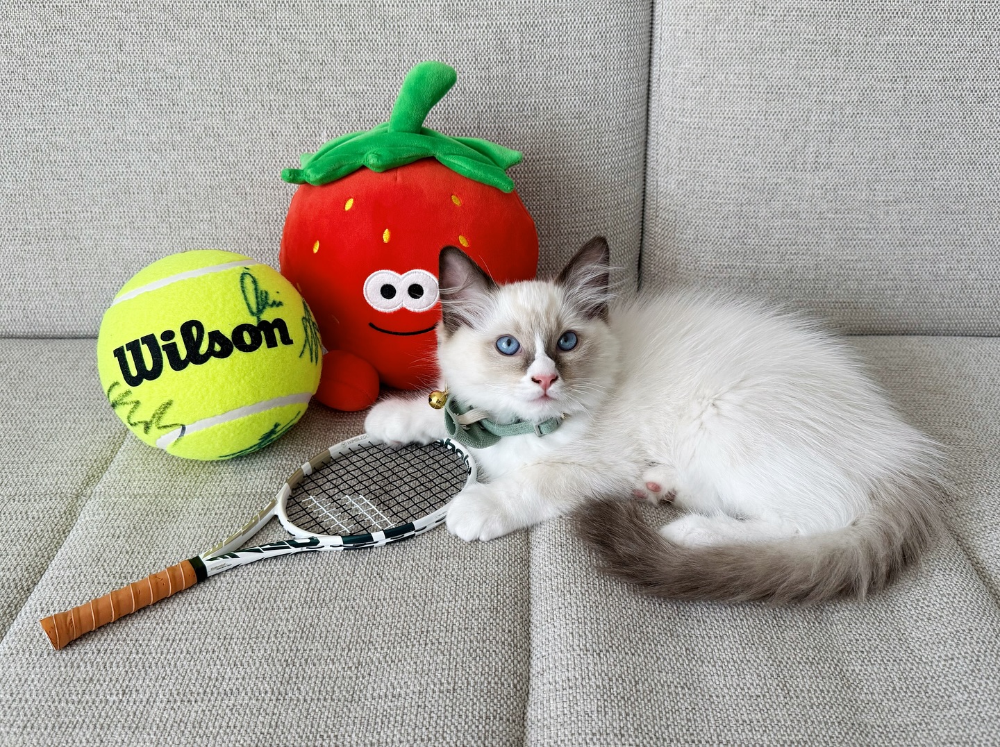 Gatsby Ragdoll kitten