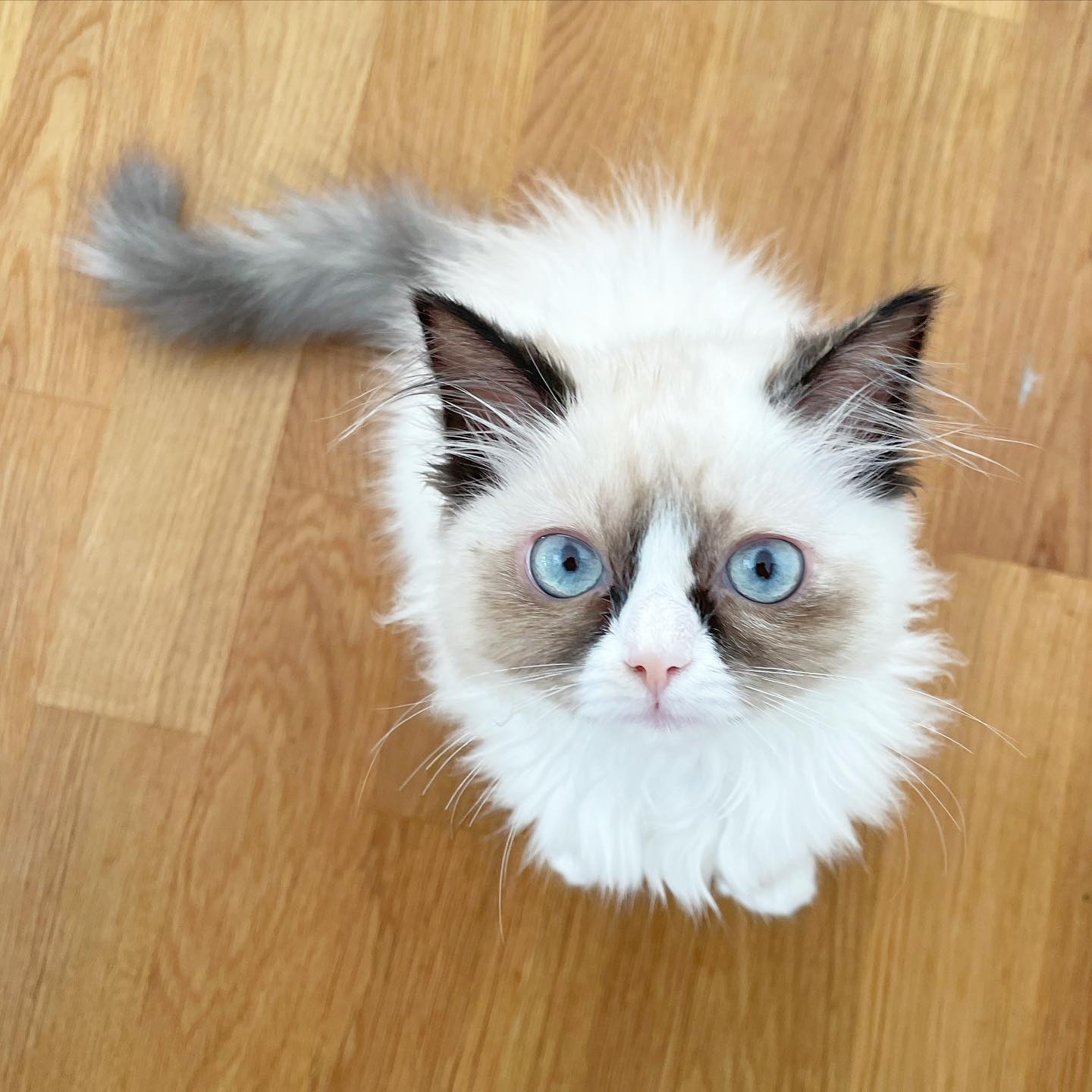 Isabella Ragdoll kitten