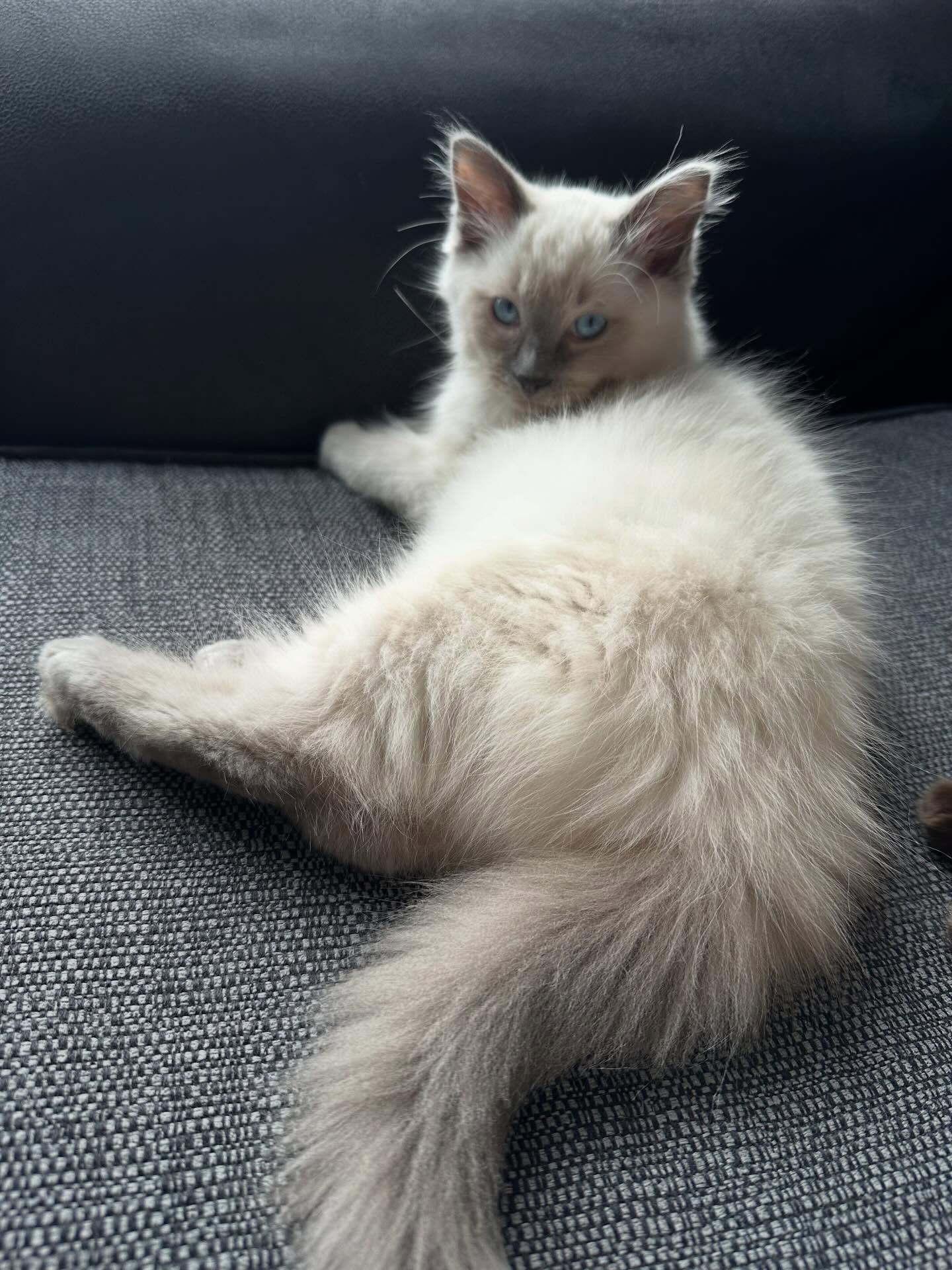 Ivy Ragdoll kitten