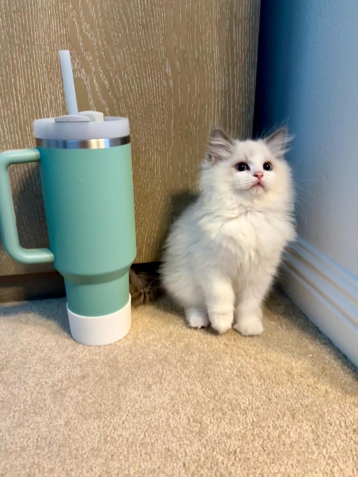 Jasper Ragdoll kitten