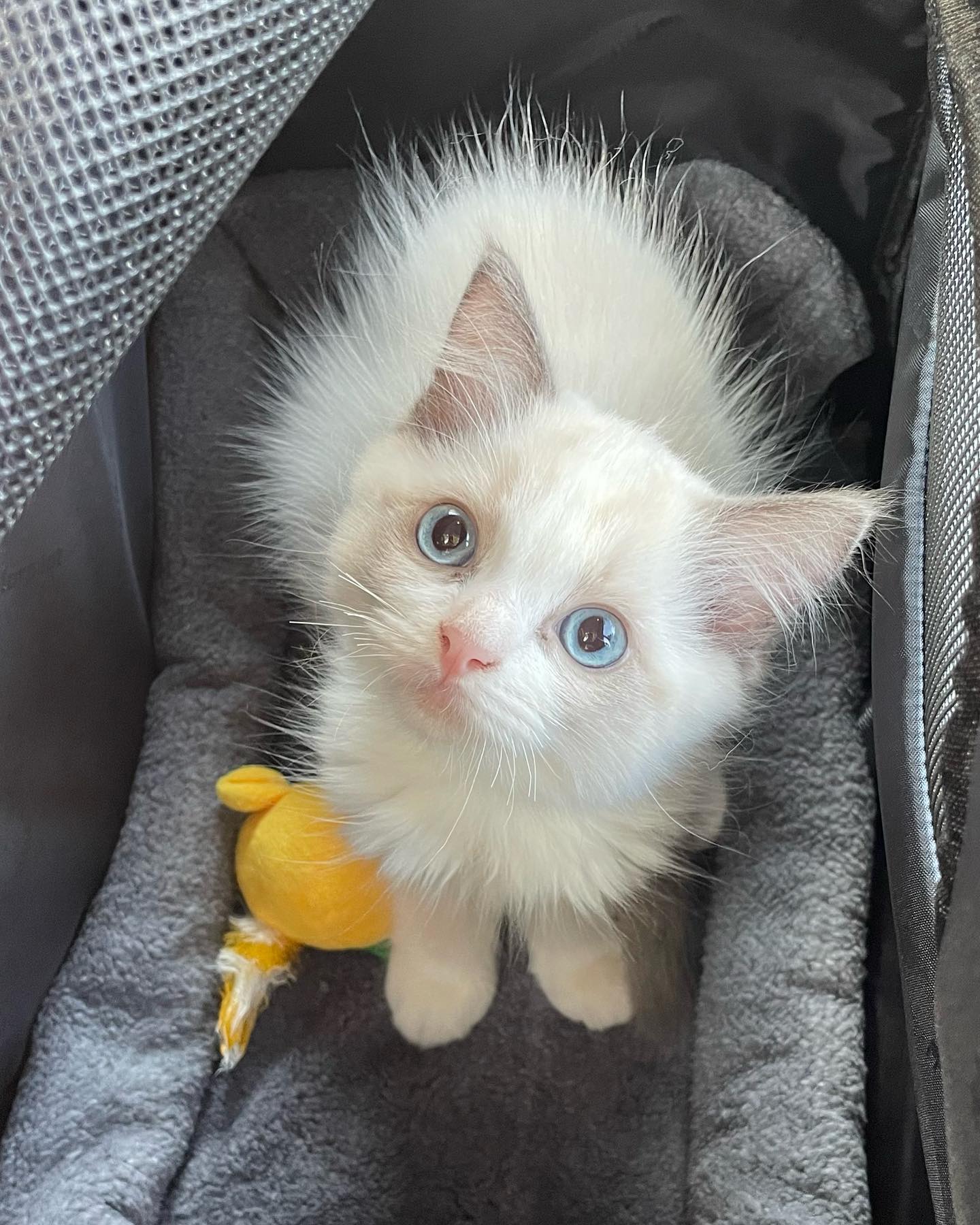 Orio Ragdoll kitten