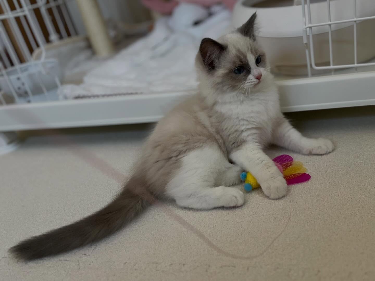 Rosalie Ragdoll kitten
