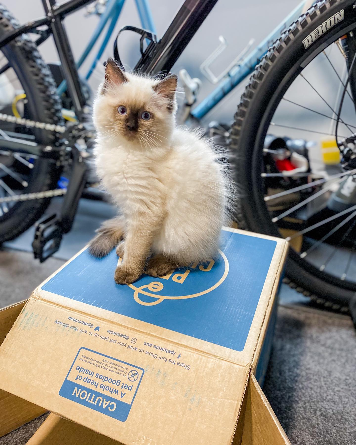 Teddy Ragdoll kitten