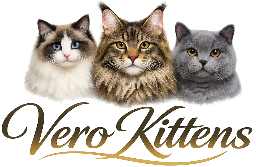 Vero Kittens